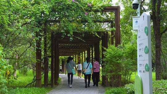 深圳福田红树林生态公园绿荫长廊散步人群