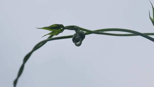 下雨天桂花树金桂八月桂花植物水滴升格