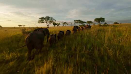 非洲草原的大象视频素材模板下载