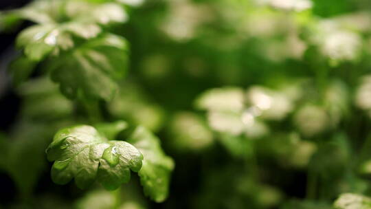 雨中芹菜苗