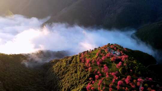 中国云南大理无量山樱花谷日出云海航拍