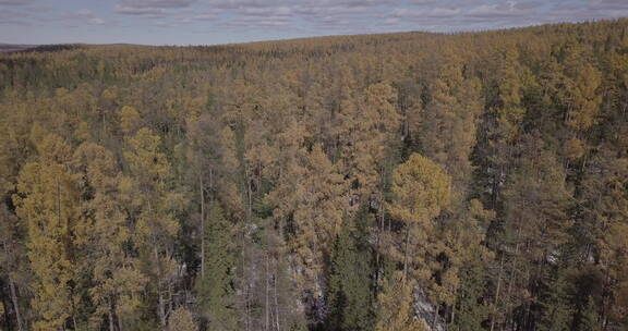 俄罗斯西伯利亚森林