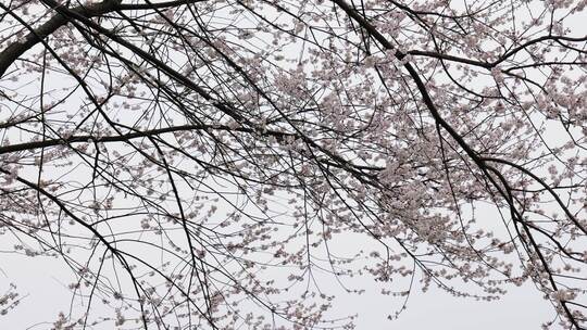 春天阳光下的樱花花朵