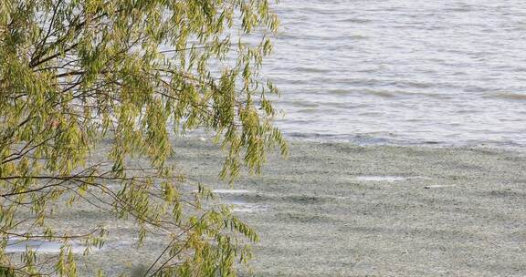 湖边风吹柳条