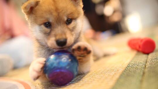 济南宽厚里柴犬舍