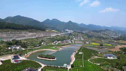 橘子园 乡村田园风光4K