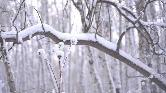 覆雪树枝与林中雪景