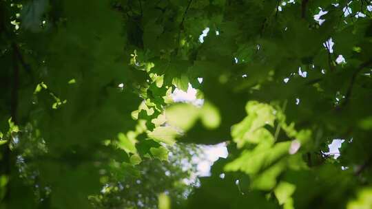 透过树叶的阳光空镜唯美画面