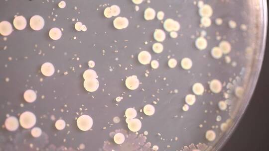 【镜头合集】细菌培养基菌群检测细菌检测