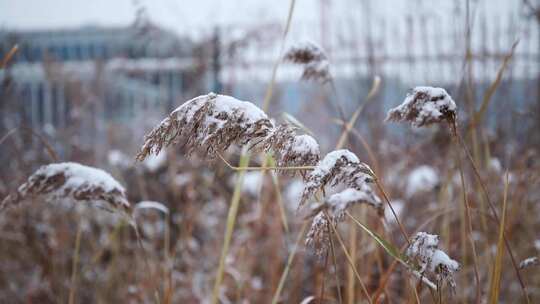 冬季雪花飘落到植物上的雪景视频素材模板下载