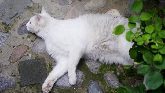 白猫躺在地上休息打滚