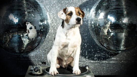 狗狗坐在旋转的唱片机上视频素材模板下载