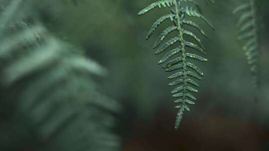 蕨类植物 植物 树叶 叶子视频素材模板下载