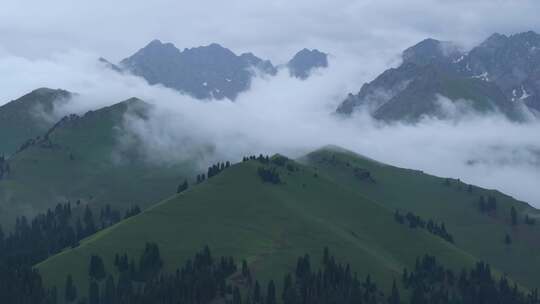 航拍夏季新疆恰西森林公园风景