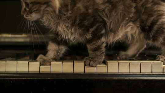钢琴键上走过的猫