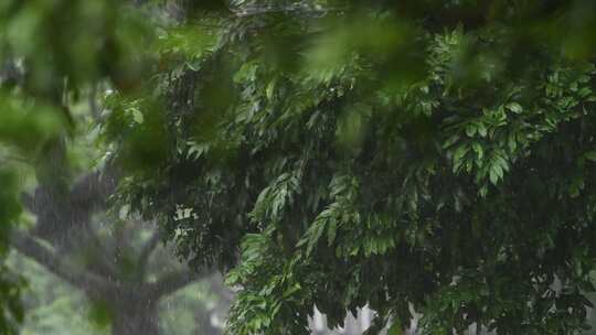 雨落在植物叶子上