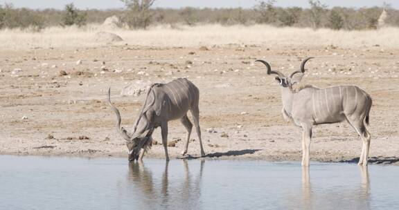 河边喝水的羚羊