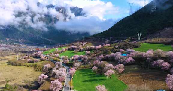 西藏林芝春日桃花山谷风光