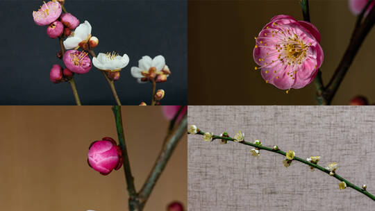 4K红梅白梅延时花开花谢微距特写高清在线视频素材下载