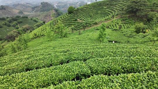 茶叶茶园茶场航拍