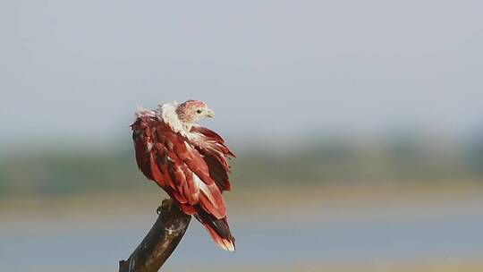 斯里兰卡湾自然保护区的鸟