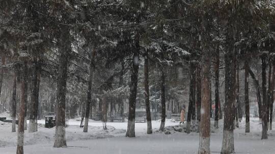 松树飘雪雪景