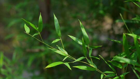 4K植物素材——竹叶