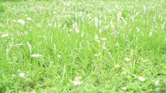 微风吹拂草丛实拍