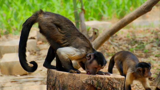 动物园猴子 黑帽悬猴 国字脸猴子