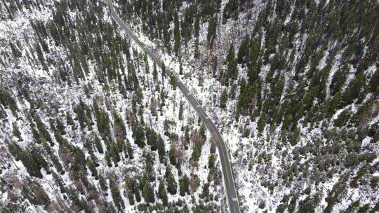 被雪覆盖的森林中的蜿蜒公路