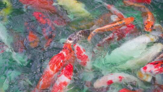 锦鲤金鱼鲤鱼戏水鱼池 鱼锦鲤锦鲤锦鲤夏至视频素材模板下载