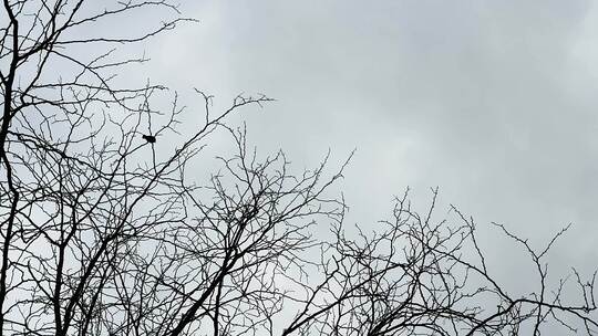天空下冬天的树枝