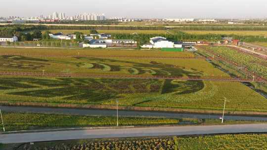 天津津南区小站稻会馆种植核心区航拍