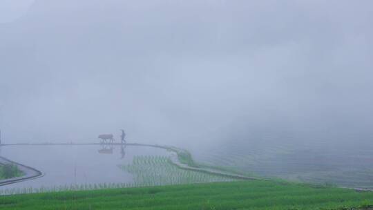 云雾缭绕的山村里老民牵着老黄牛