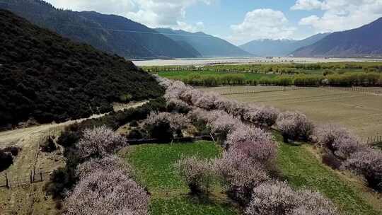 航拍西藏林芝尼洋河畔桃花田园