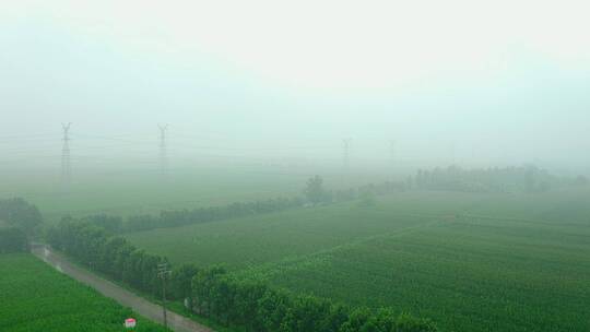 雾气滋养中的农田