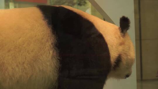 熊猫国宝四川卧龙标本