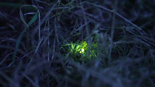 夜晚草丛萤火虫闪烁亮光视频素材模板下载