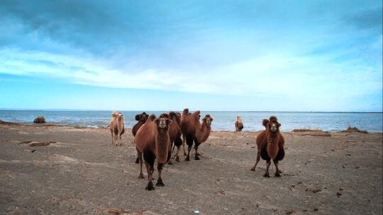 4K航拍新疆野生骆驼视频素材模板下载