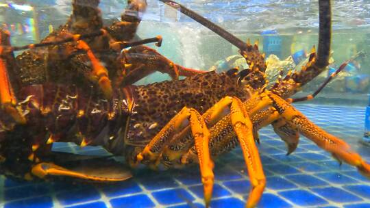 水族馆海鲜龙虾帝王蟹