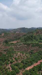 竖版航拍山川丘陵水果种植水果基地