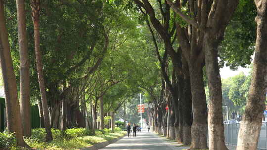 城市里的街道绿化树视频素材模板下载