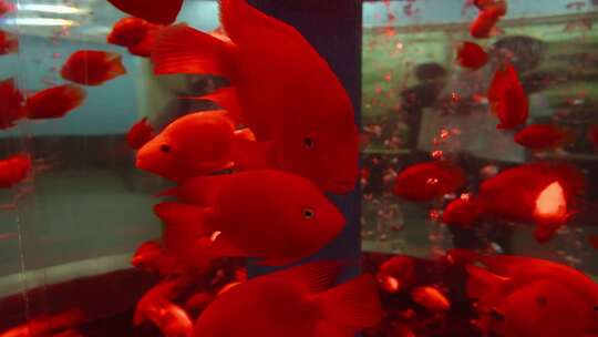 鹦鹉鱼血鹦鹉红色鱼财神鱼水族馆鱼缸特写