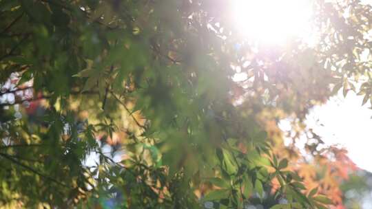 树叶阳光空镜