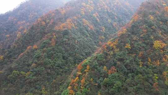 漫山红叶巴中光雾山附近