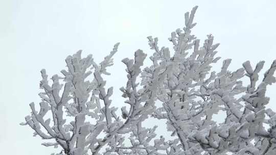 晶莹剔透的雪松