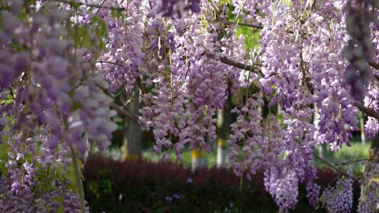 春天盛开的紫藤花视频素材模板下载