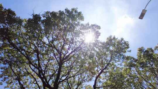 夏天阳光穿过树林树叶子自然风景视频素材