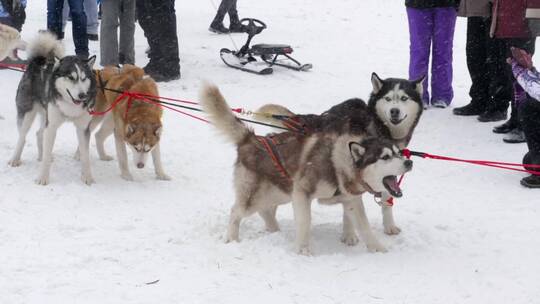 雪地里的哈士奇雪橇狗视频素材模板下载