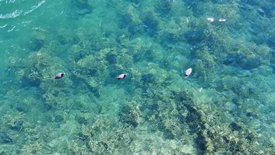 蓝色湖面湖水清澈水质湖泊湖面上的鸟海鸥视频素材模板下载